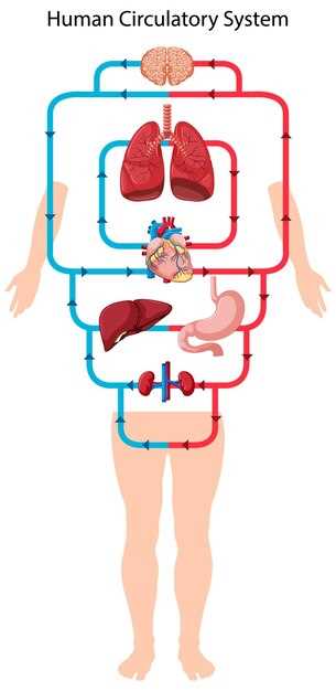 Структура органов в животе человека